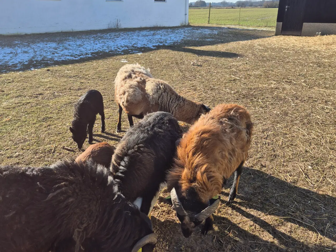 Billede 3 - Cameroun vædder og gimmer 