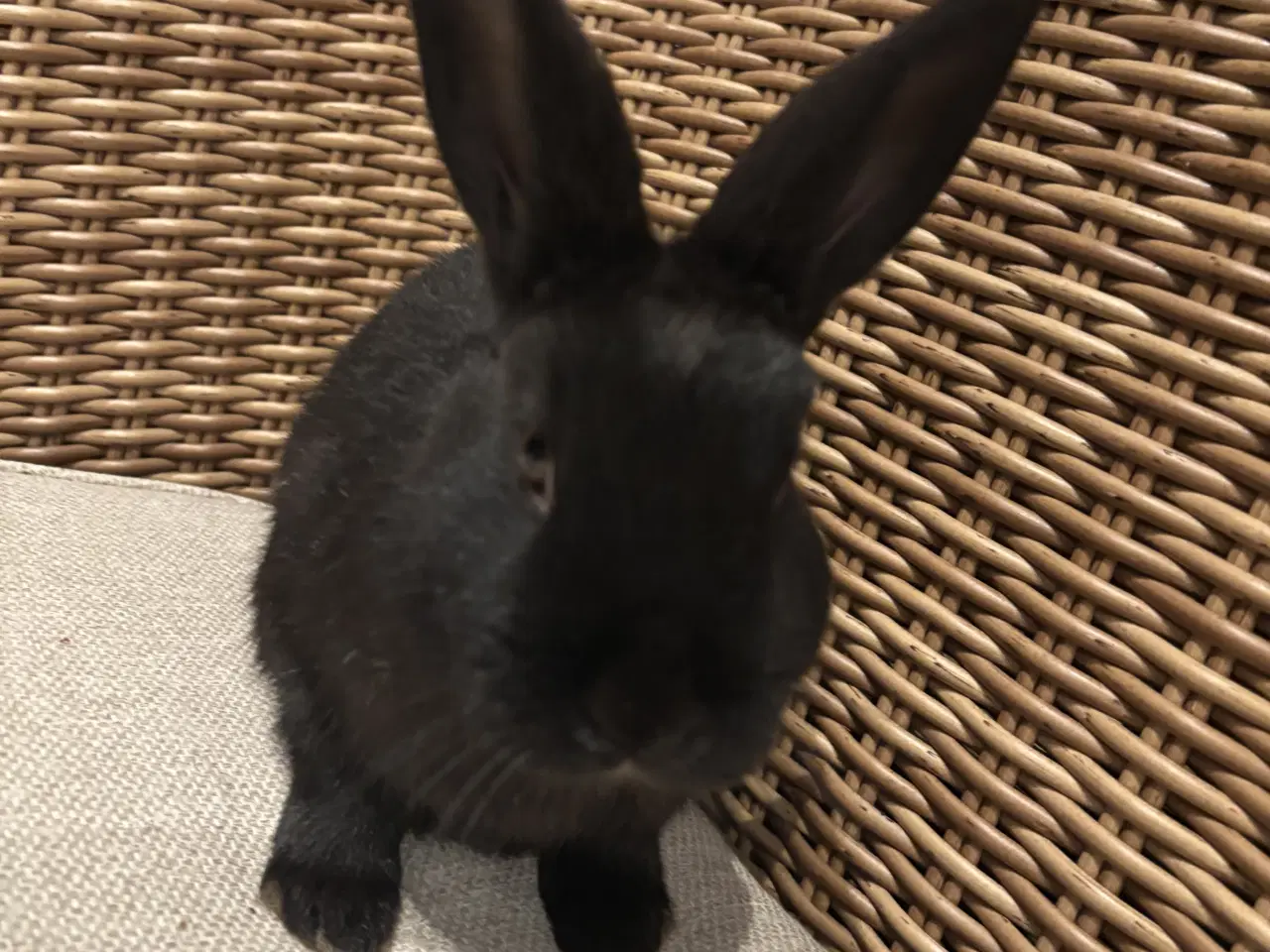 Billede 2 - Hermelin Kanin unger