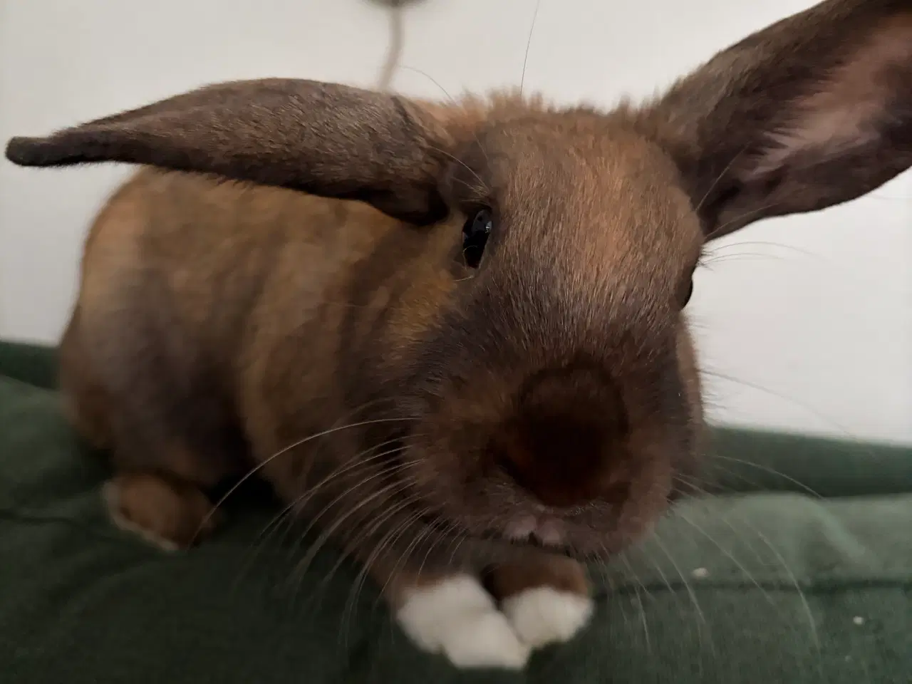 Billede 1 - Ella søger ny familie 