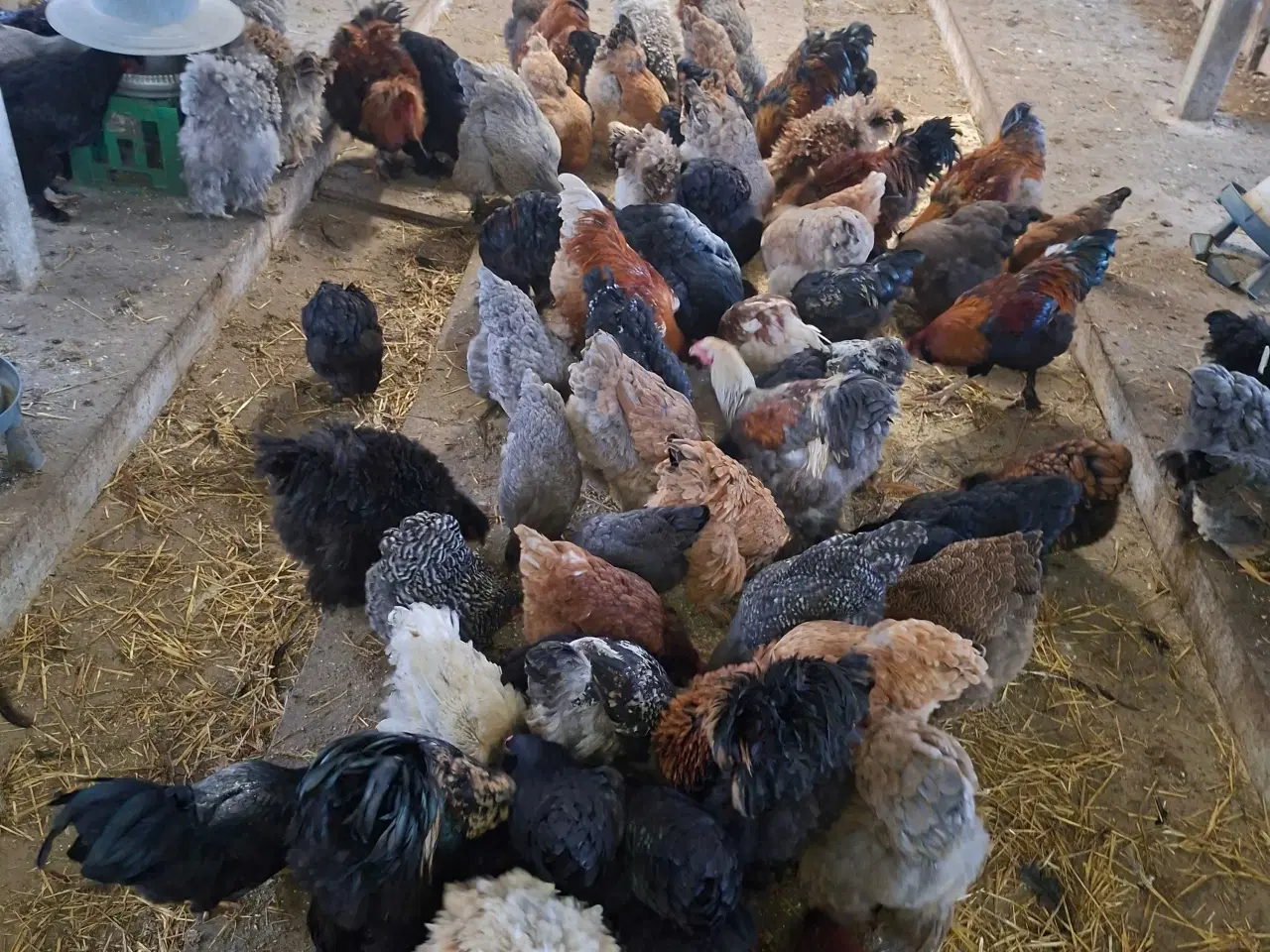 Billede 8 - Brahma haner