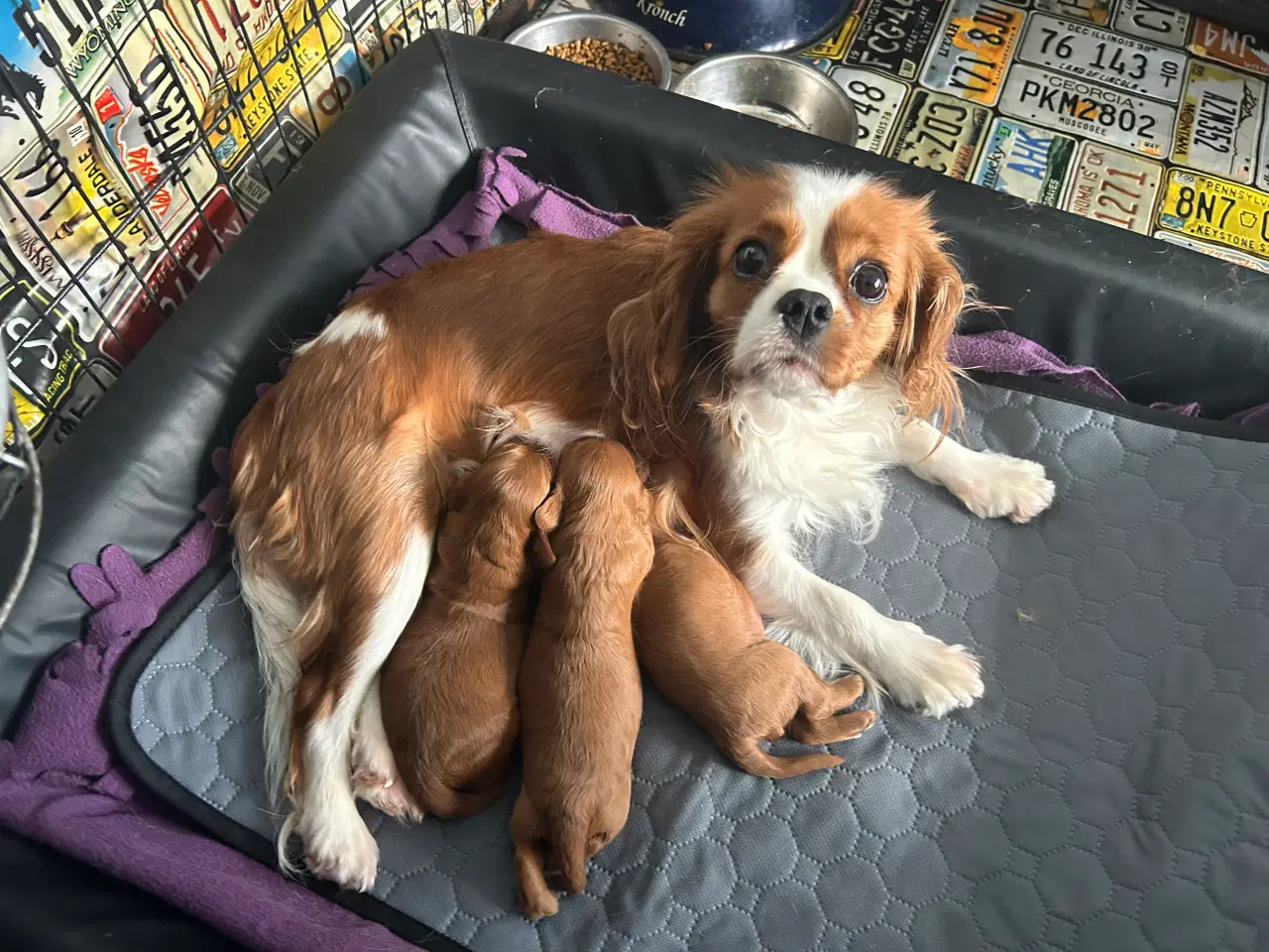 Billede 1 - Skønne Cavapoo hvalpe