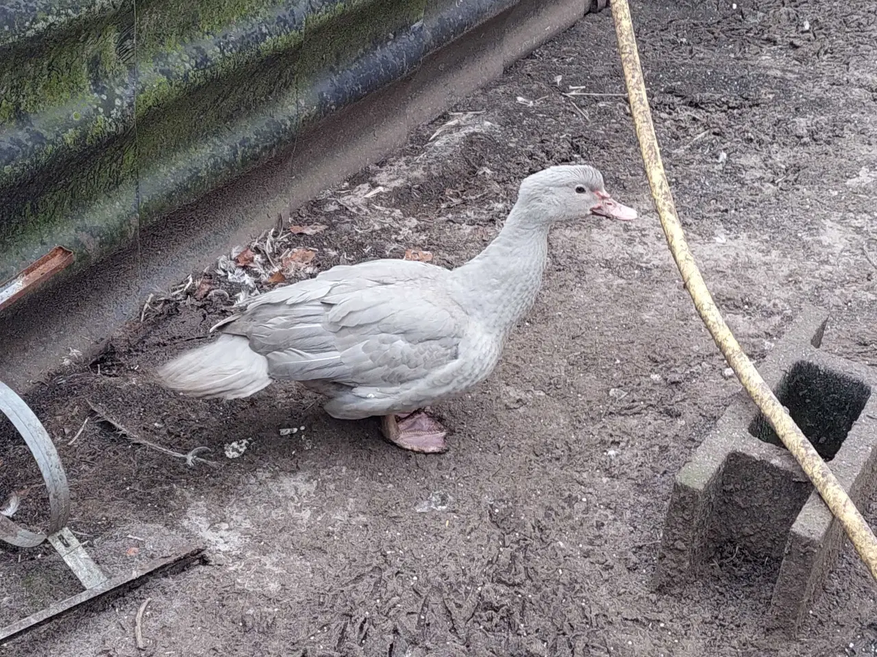 Billede 3 - Moskusænder 