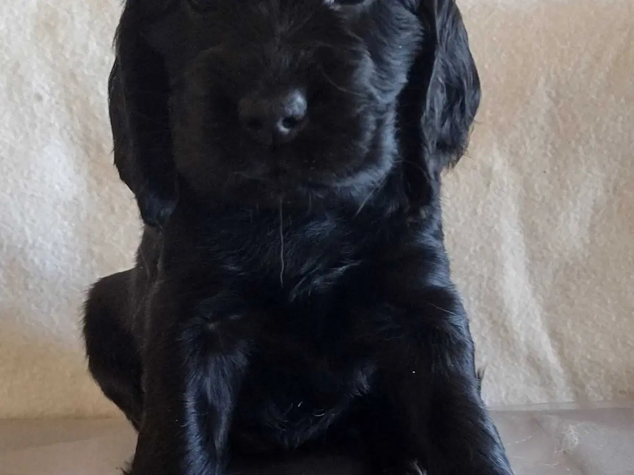 Billede 2 - Cocker spaniel hvalpe 2 stk hanner begge sorte.