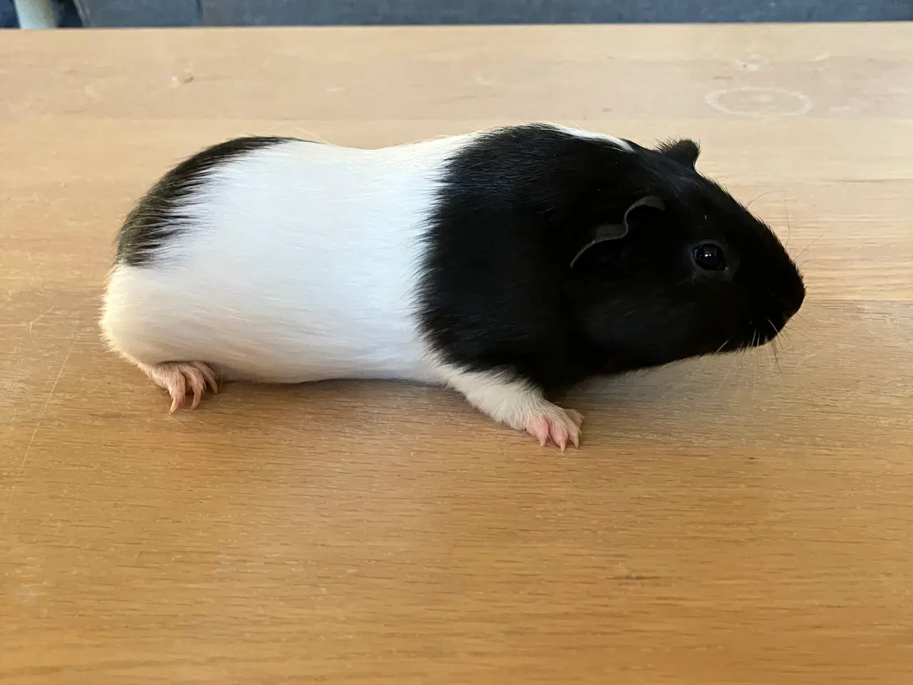 Billede 4 - Smukke marsvineuger