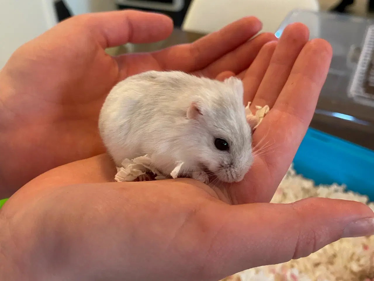 Billede 1 - Dværg hamster
