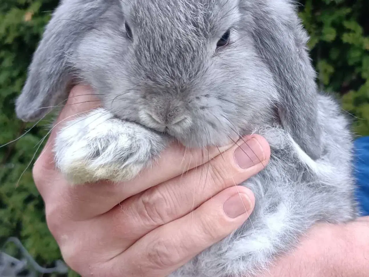 Billede 2 - Minilop/Dværg vædder unger.