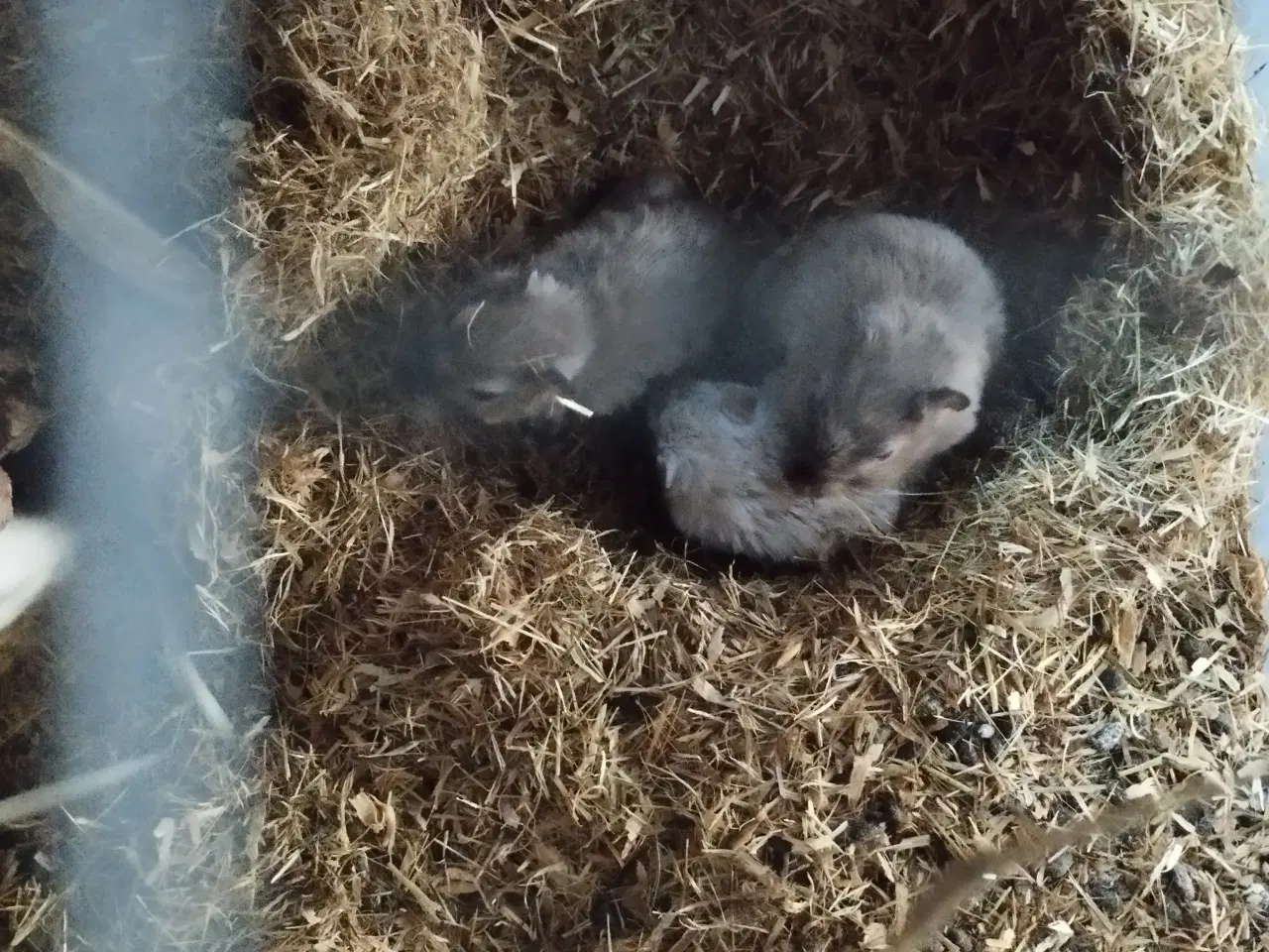 Billede 3 - Ørkenrotte opdræt sælges