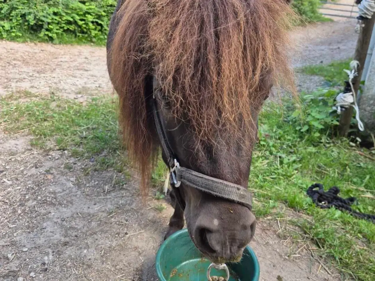 Billede 2 - Mini shetlænder Vallak 