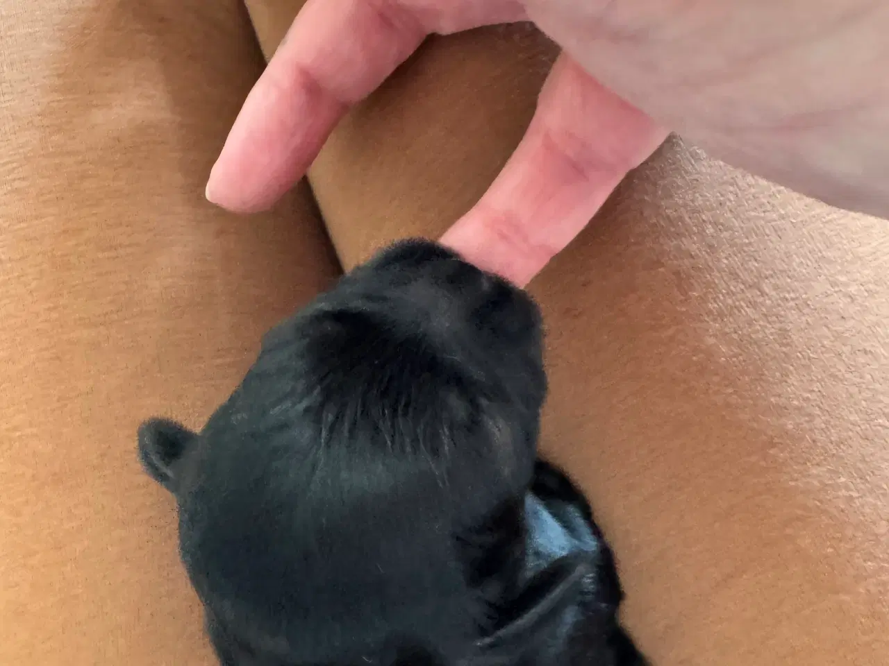 Billede 1 - Shihpoo hvalpe 🐶🌸 rejseklar 19. Maj 26