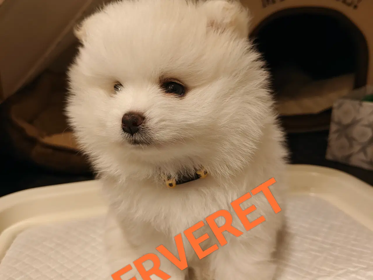 Billede 3 - Åben ventelisten for Pomeranian hvalpe 