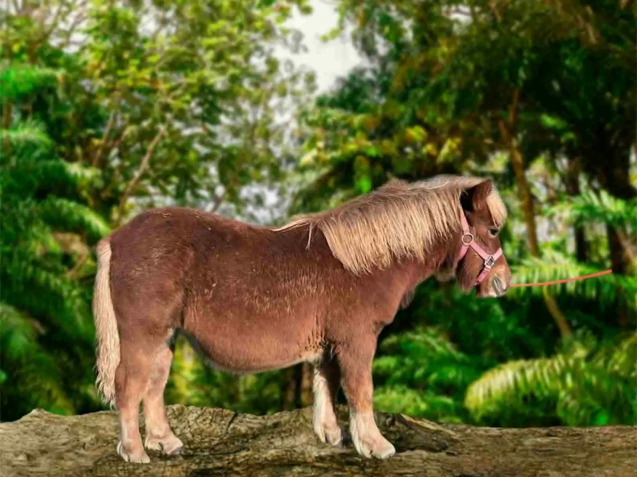 Billede 1 -  shetlænder Hoppeføl, pas og gode søskende....