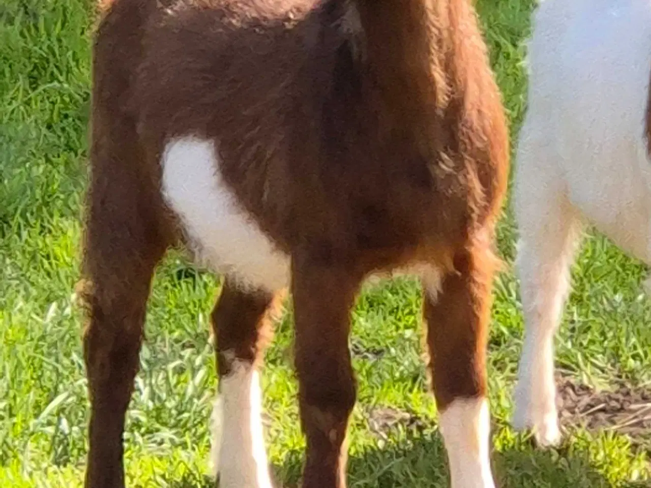 Billede 1 - Boergimmer 1 år