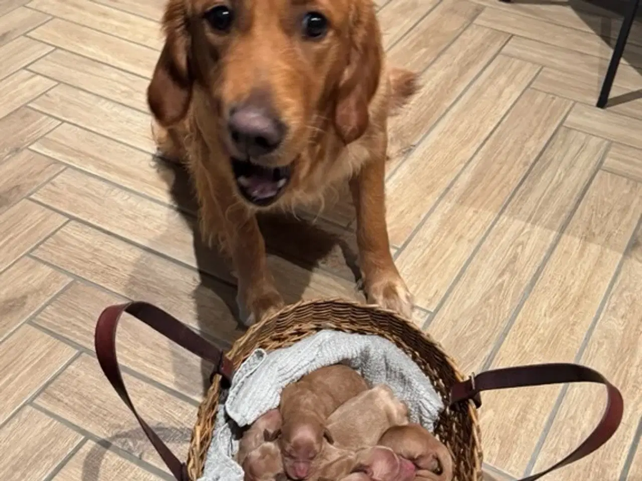 Billede 2 - Golden retriever hvalpe
