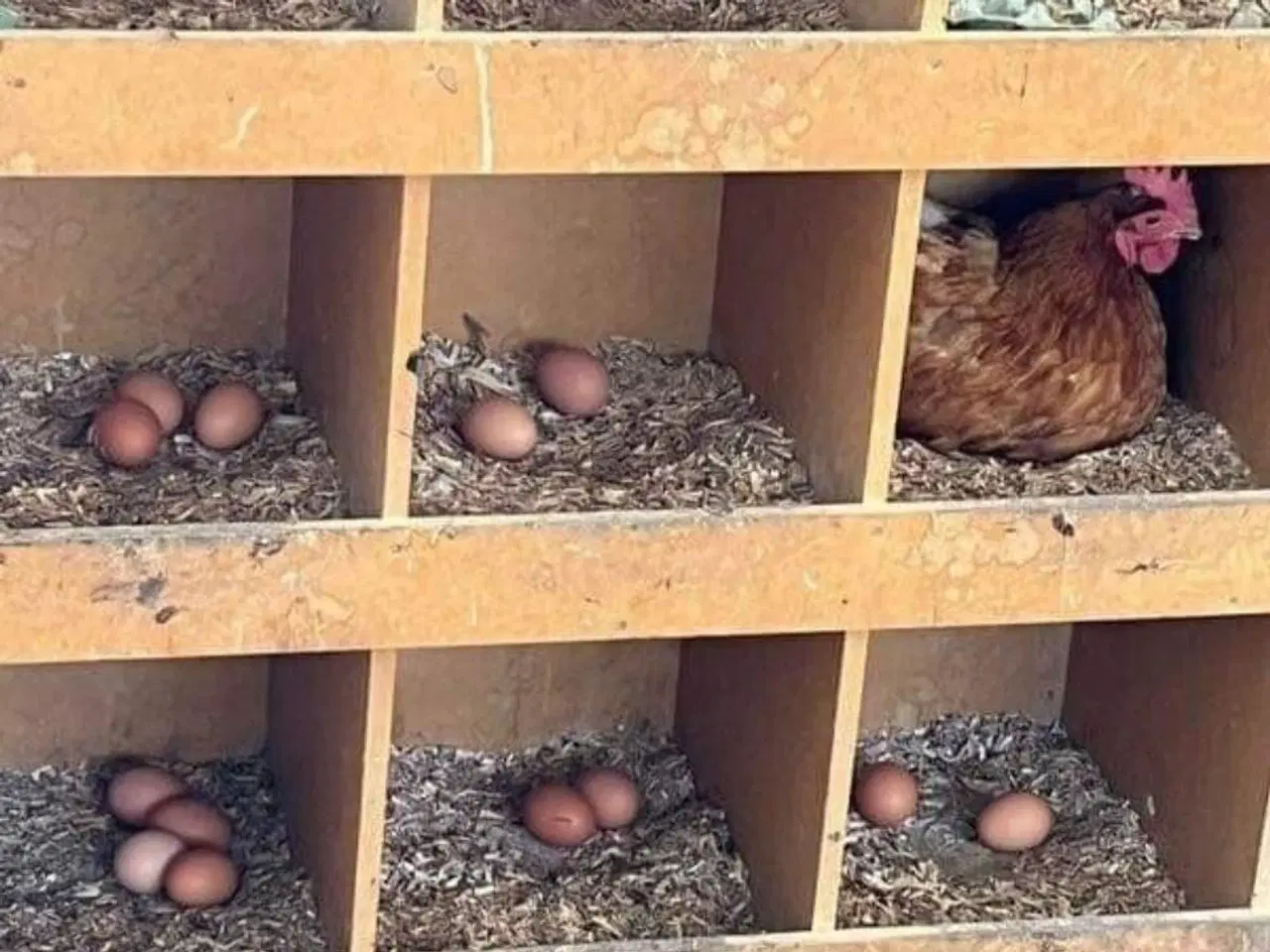 Billede 1 - Isa Warren 18og 19 uger