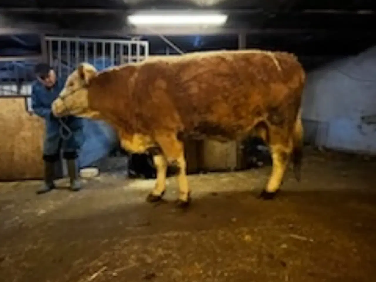 Billede 1 - Polled simmentaler ko