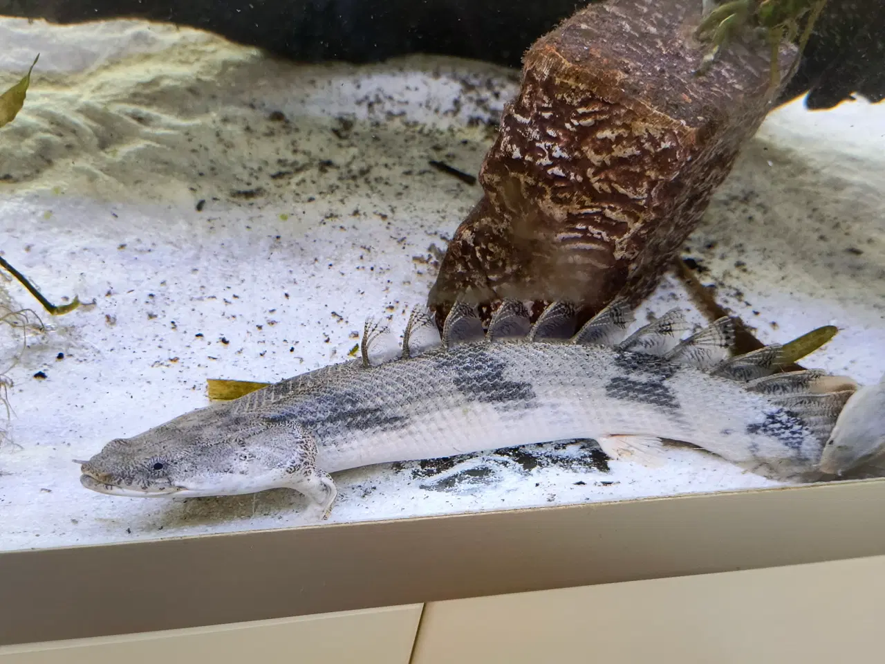 Billede 1 - Bichir fisk