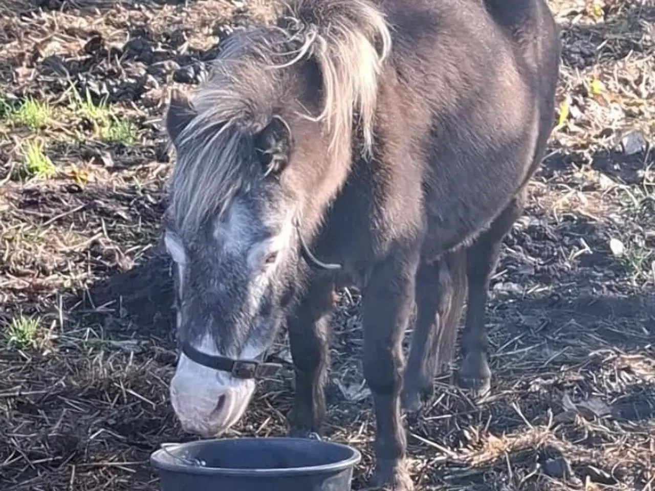 Billede 6 - Skønneste Falabella Heste