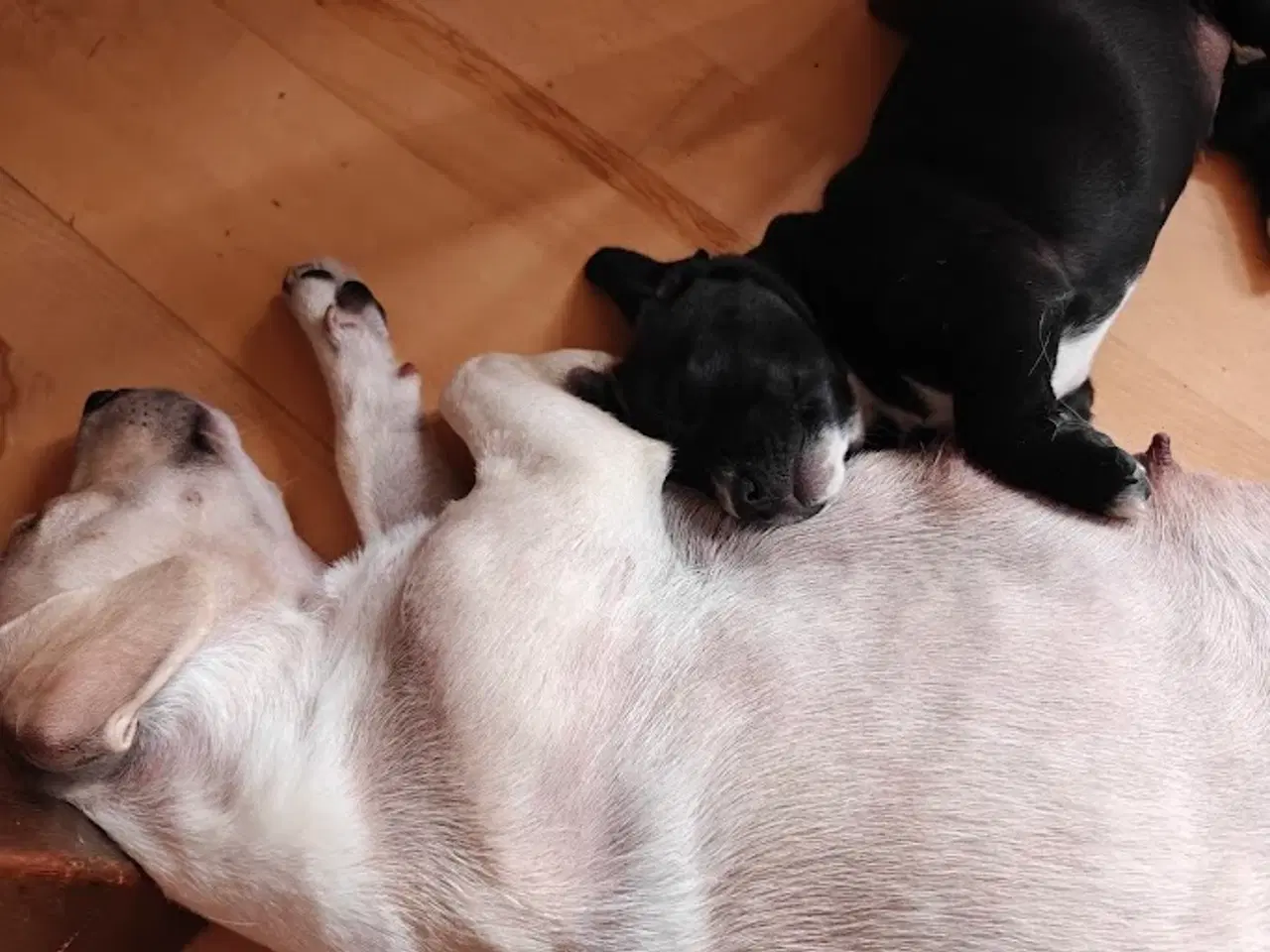 Billede 6 - gravhund blanding 9 uger