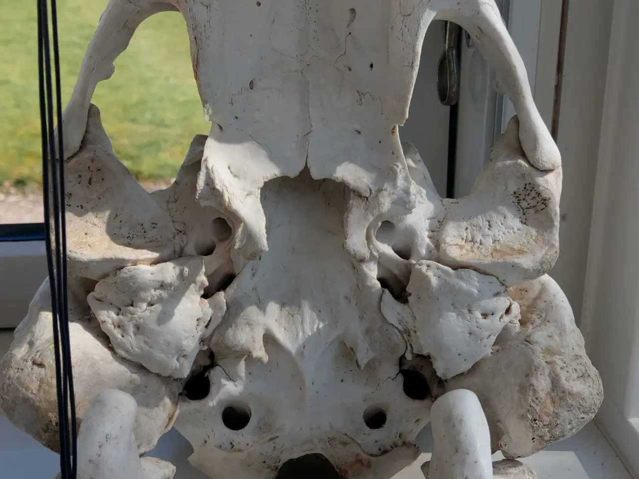 Billede 9 - Hvalroskranie, hvalros, tænder og kranie.