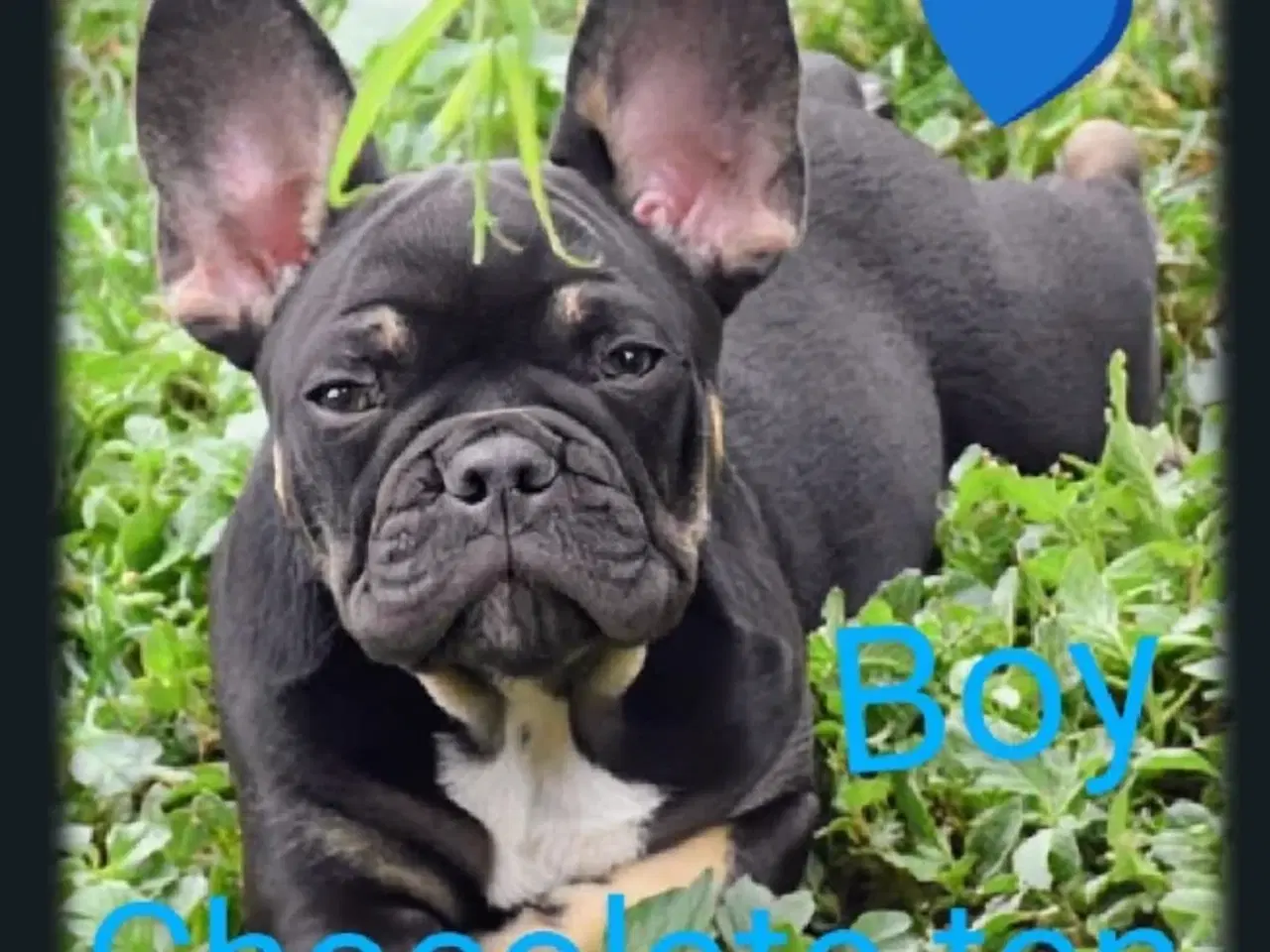 Billede 5 - Fransk bulldog hvalpe.