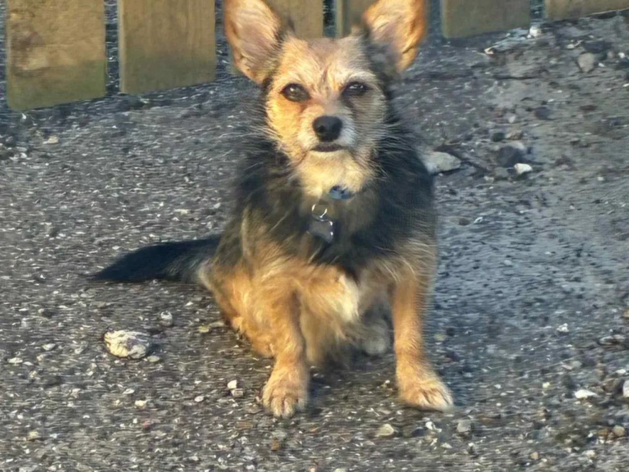 Billede 1 - 3 år han hund 
