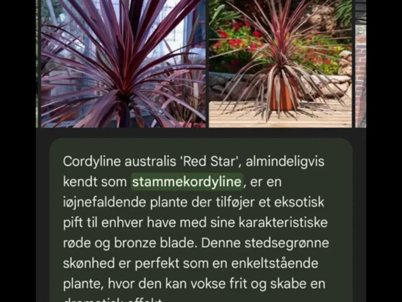 Billede 3 - Planter sælges