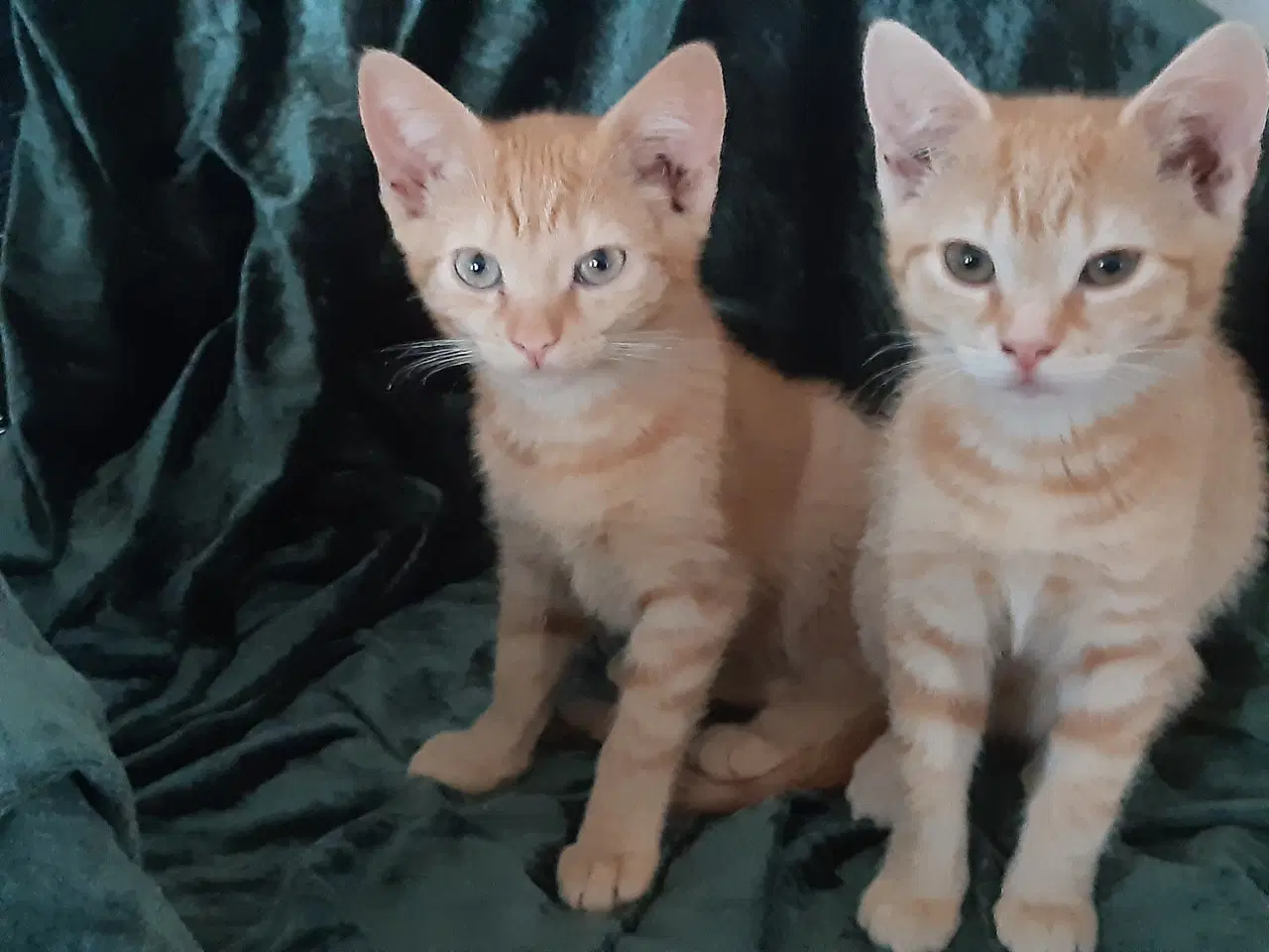 Billede 5 - Vidunderlige store orange killinger