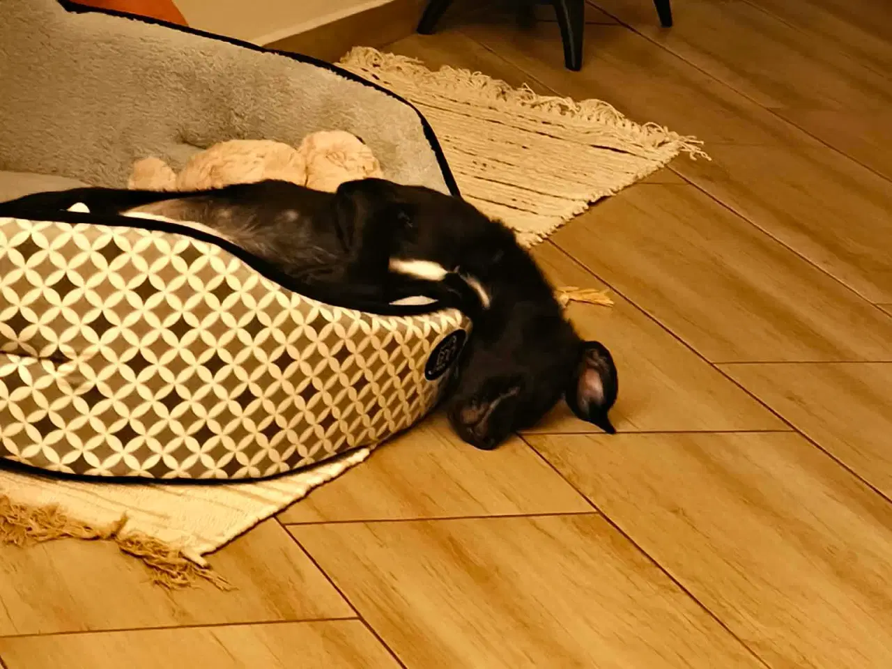 Billede 1 - Lille Atlas søger et hjem 💙