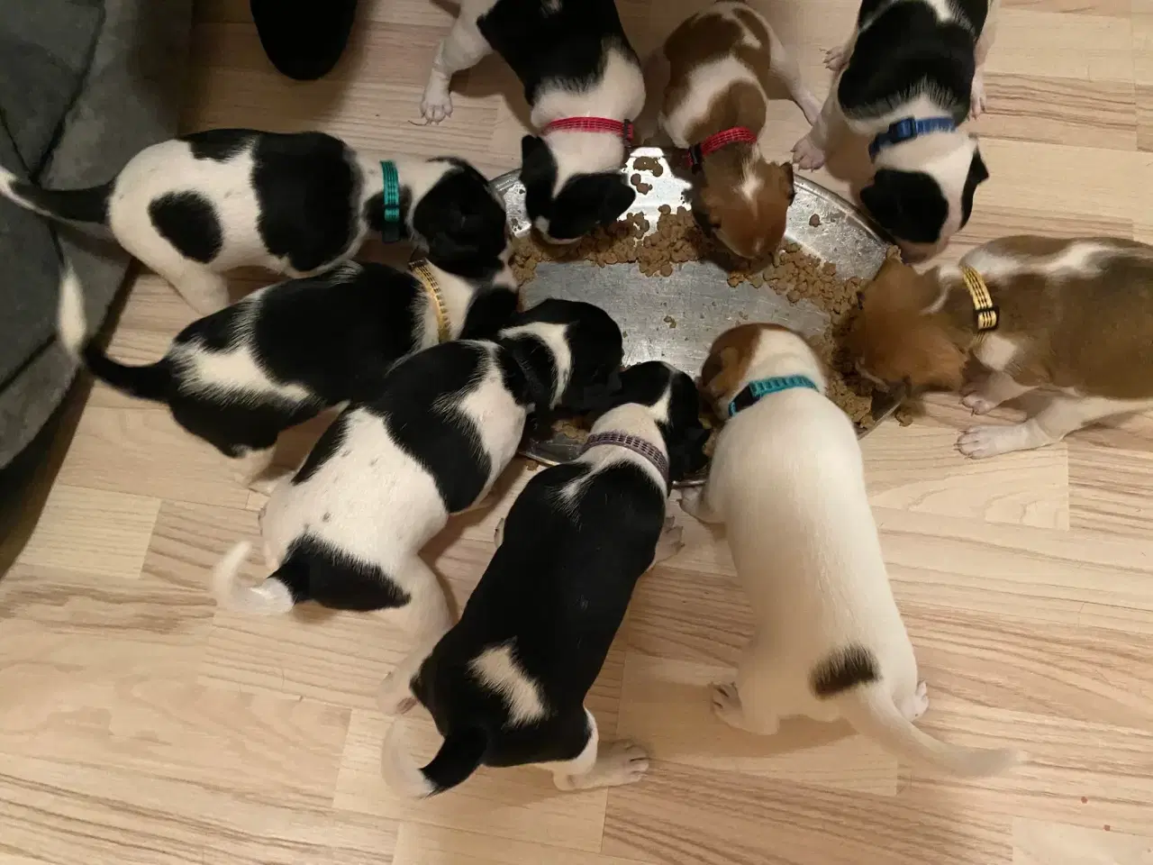 Billede 2 - Hvalpe klar til at få nyt hjem den 5. december