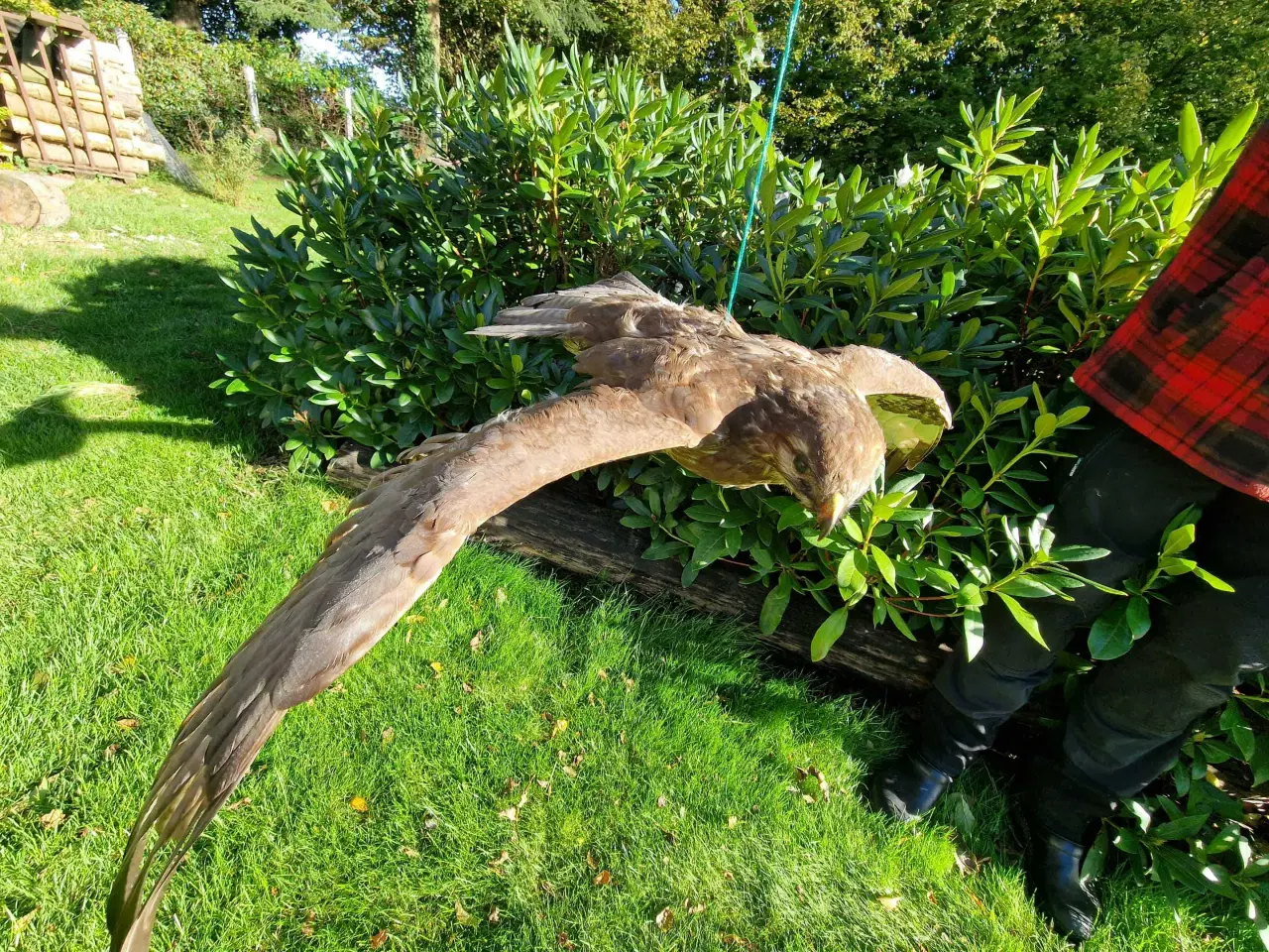 Billede 1 - Musvåge flyvende