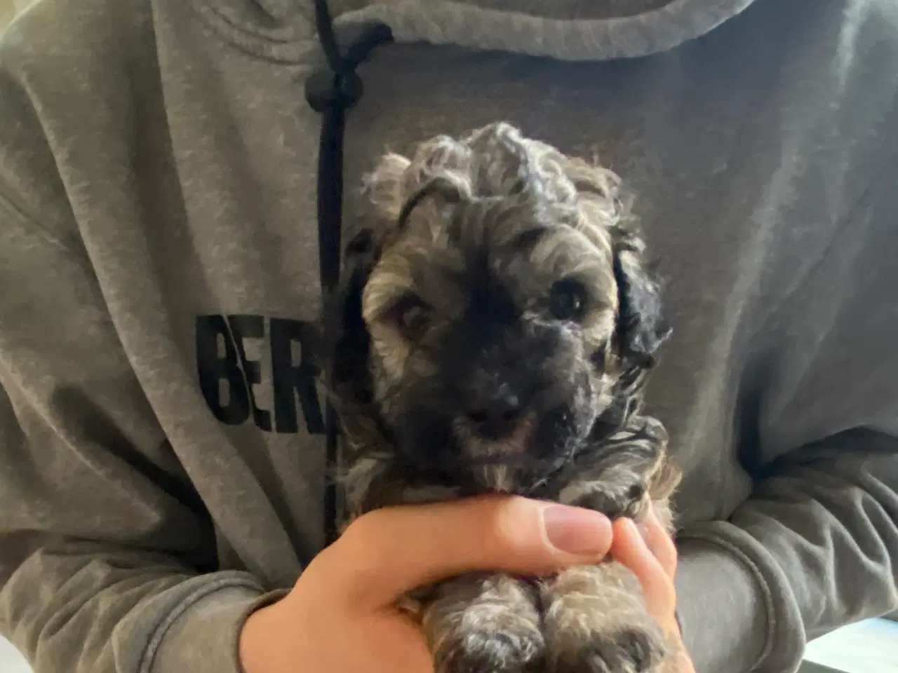 Billede 1 - Maltipoo hvalpe