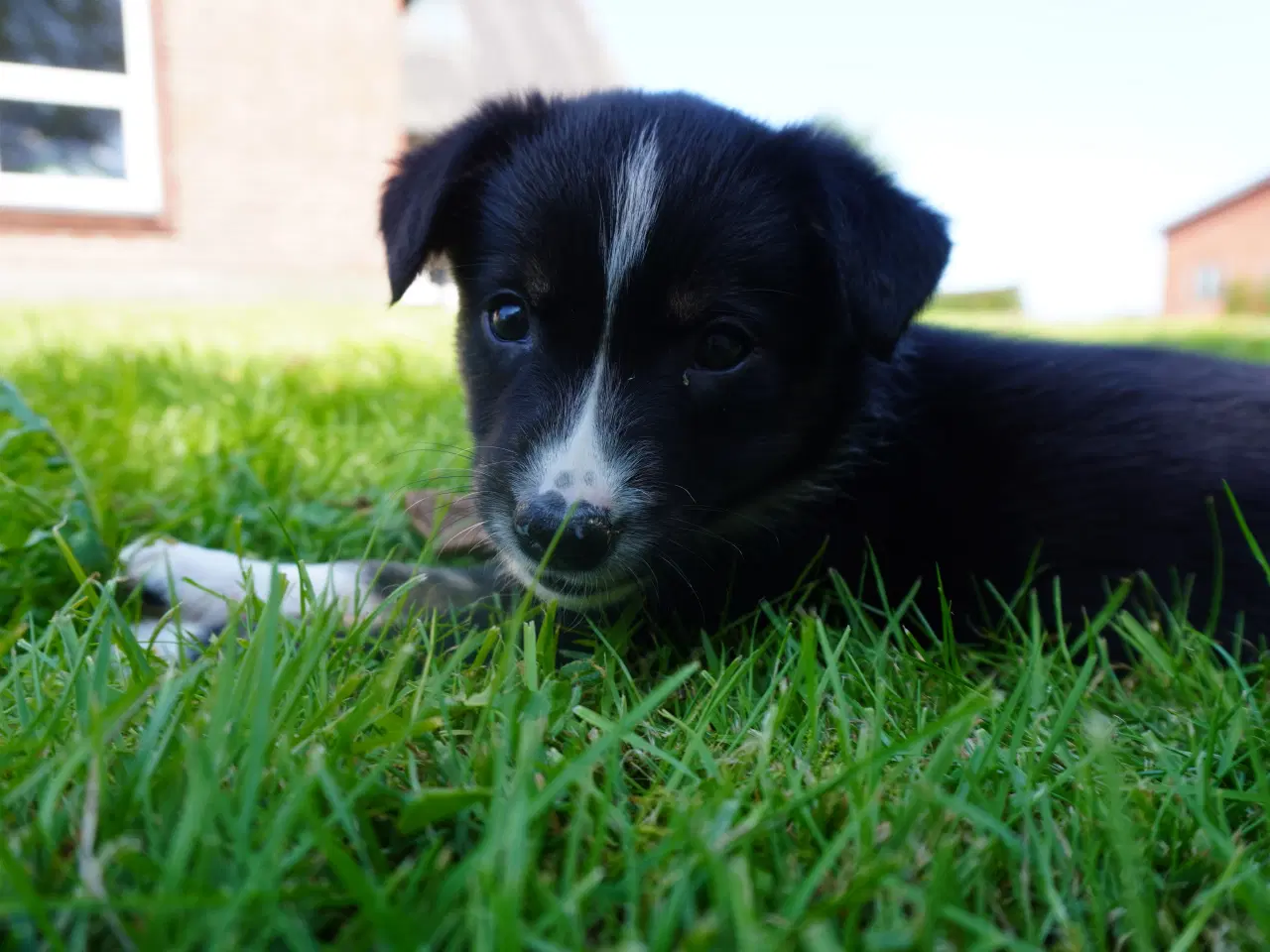 Billede 9 - Border Collie hvalpe