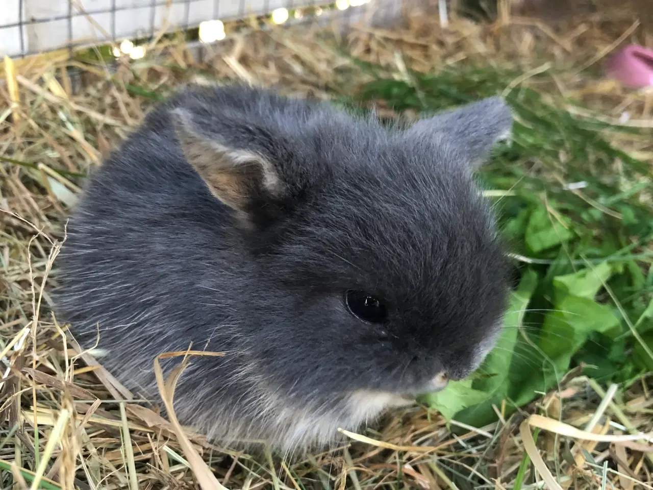 Billede 1 - Mini lop kaniner 