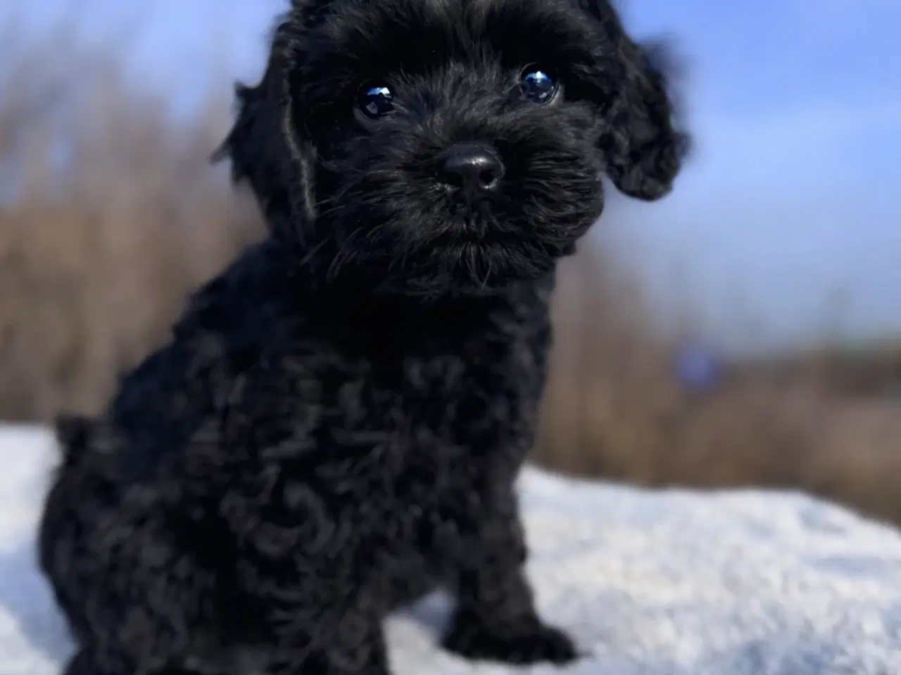 Billede 2 - Cockapoo dreng