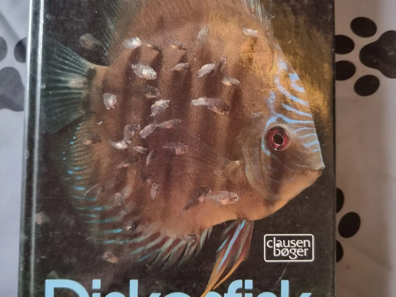 Billede 1 - Diskosfisk 