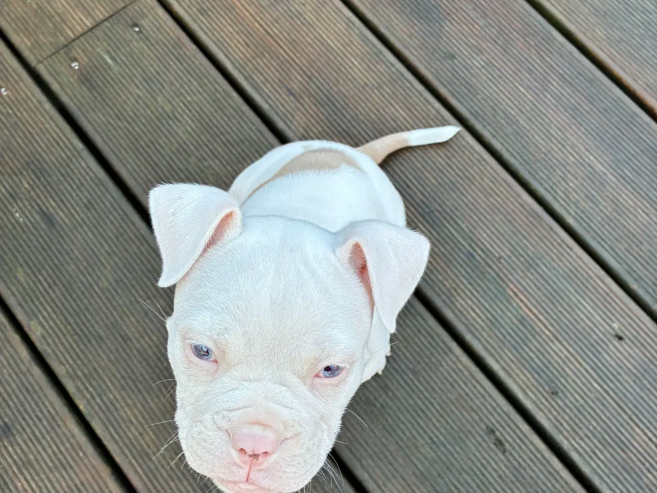 Billede 4 - Old english bulldog