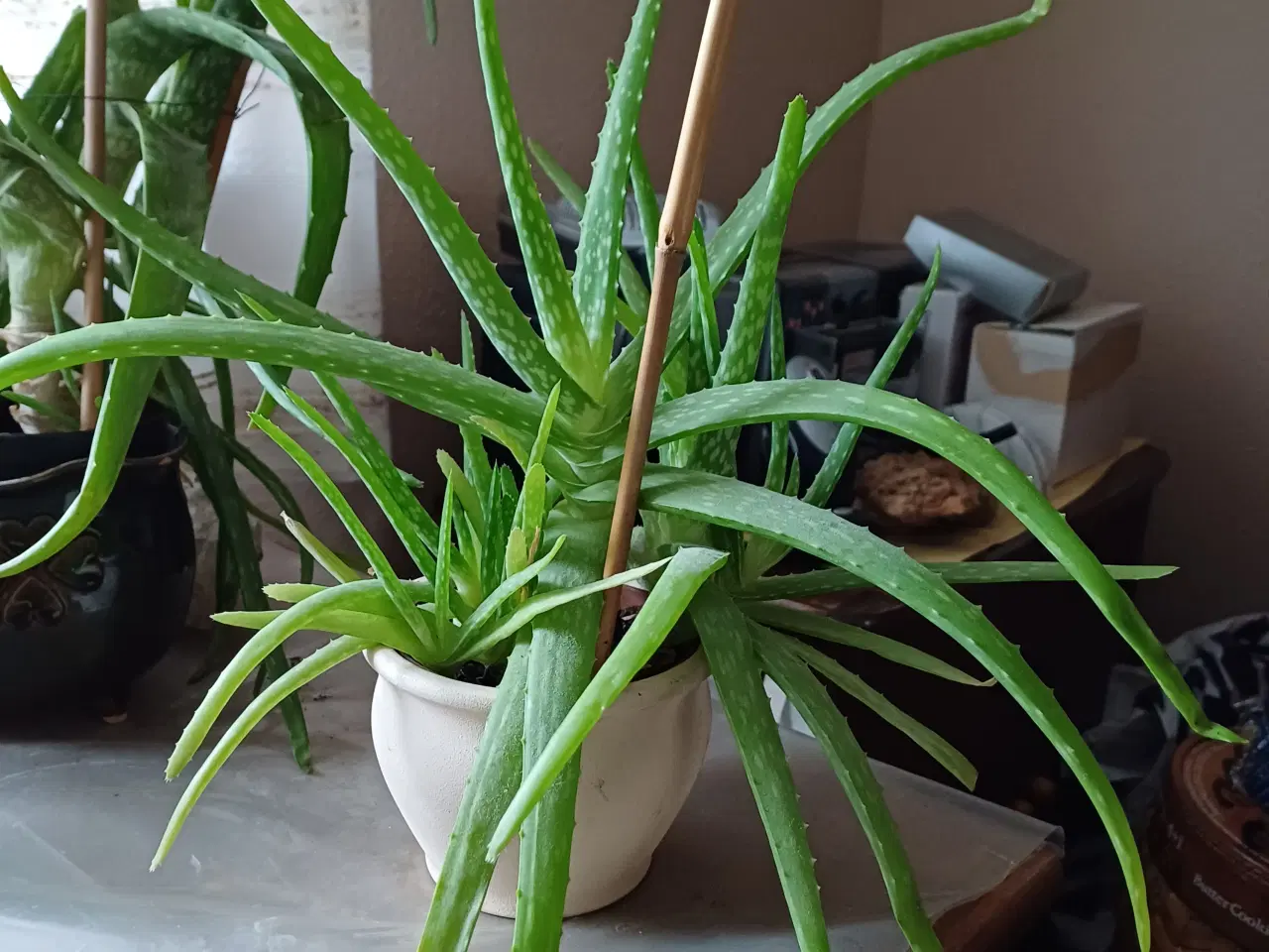 Billede 5 - Aloe Vera potteplanter - rigtig mange 