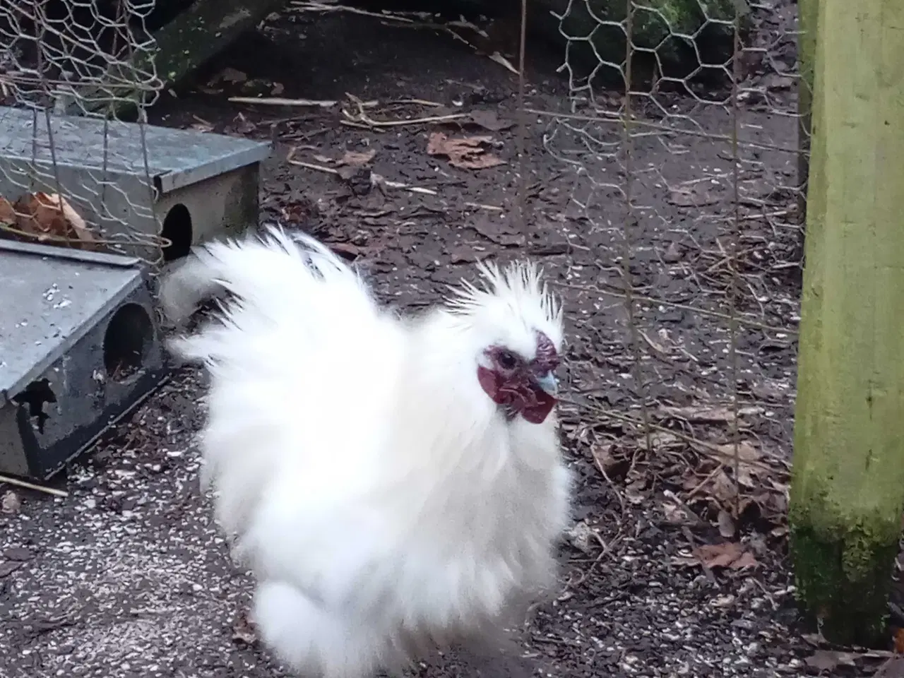 Billede 5 - Silkehaner. Hvis silkedværg haner.