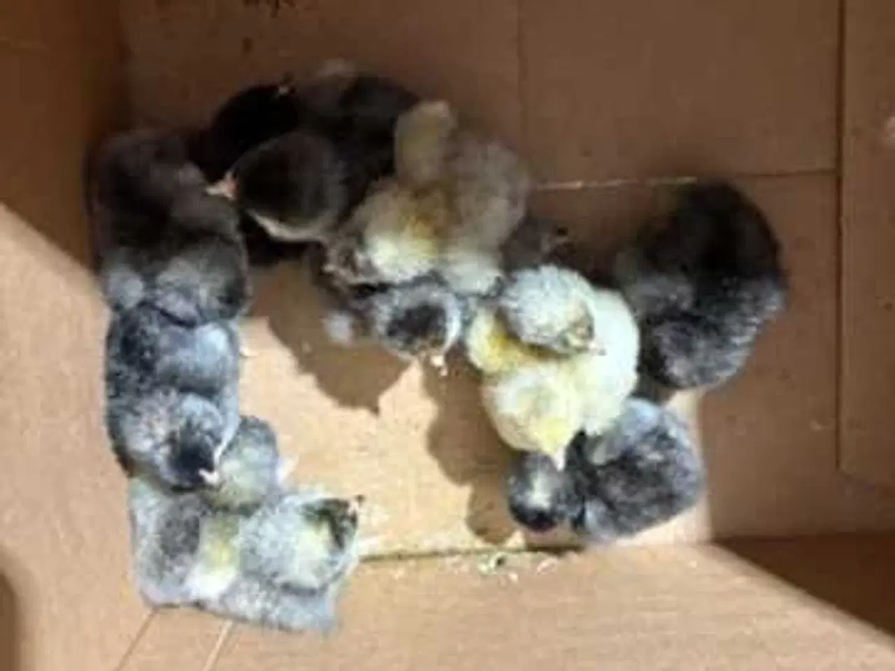 Billede 3 - Daggamle kyllinger 