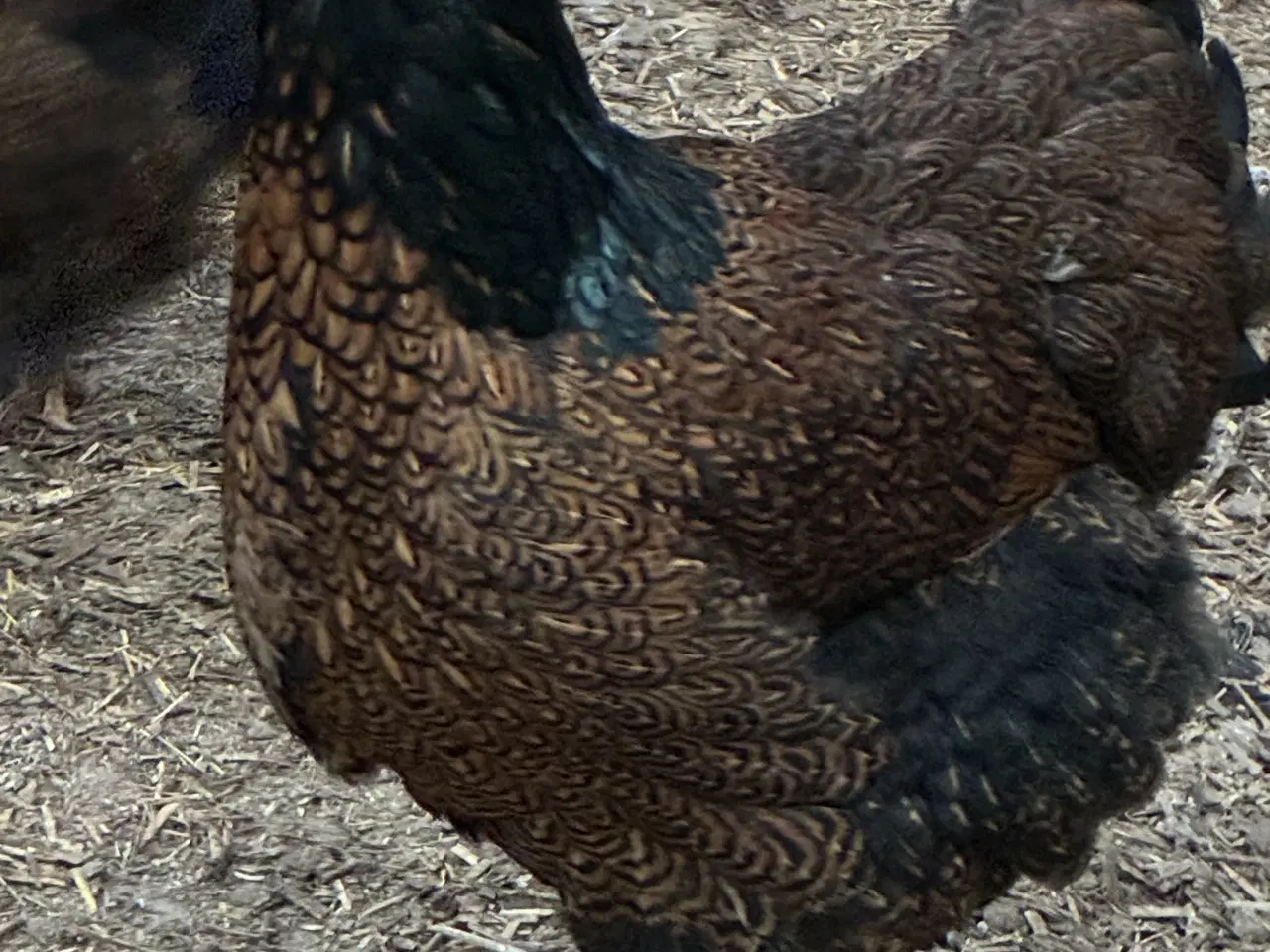 Billede 3 - Wyandotter Krysning