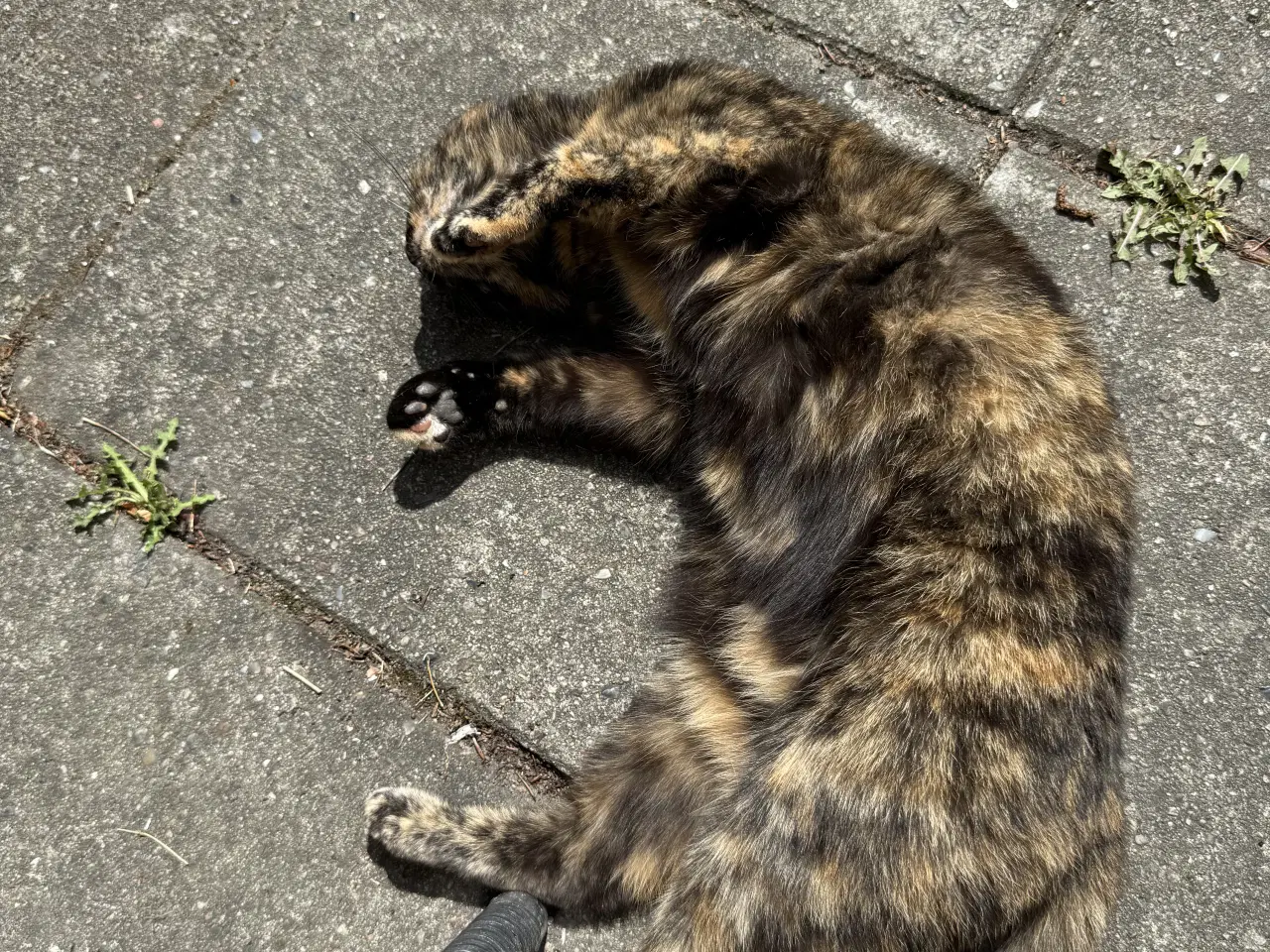 Billede 6 - Blandnings kat 