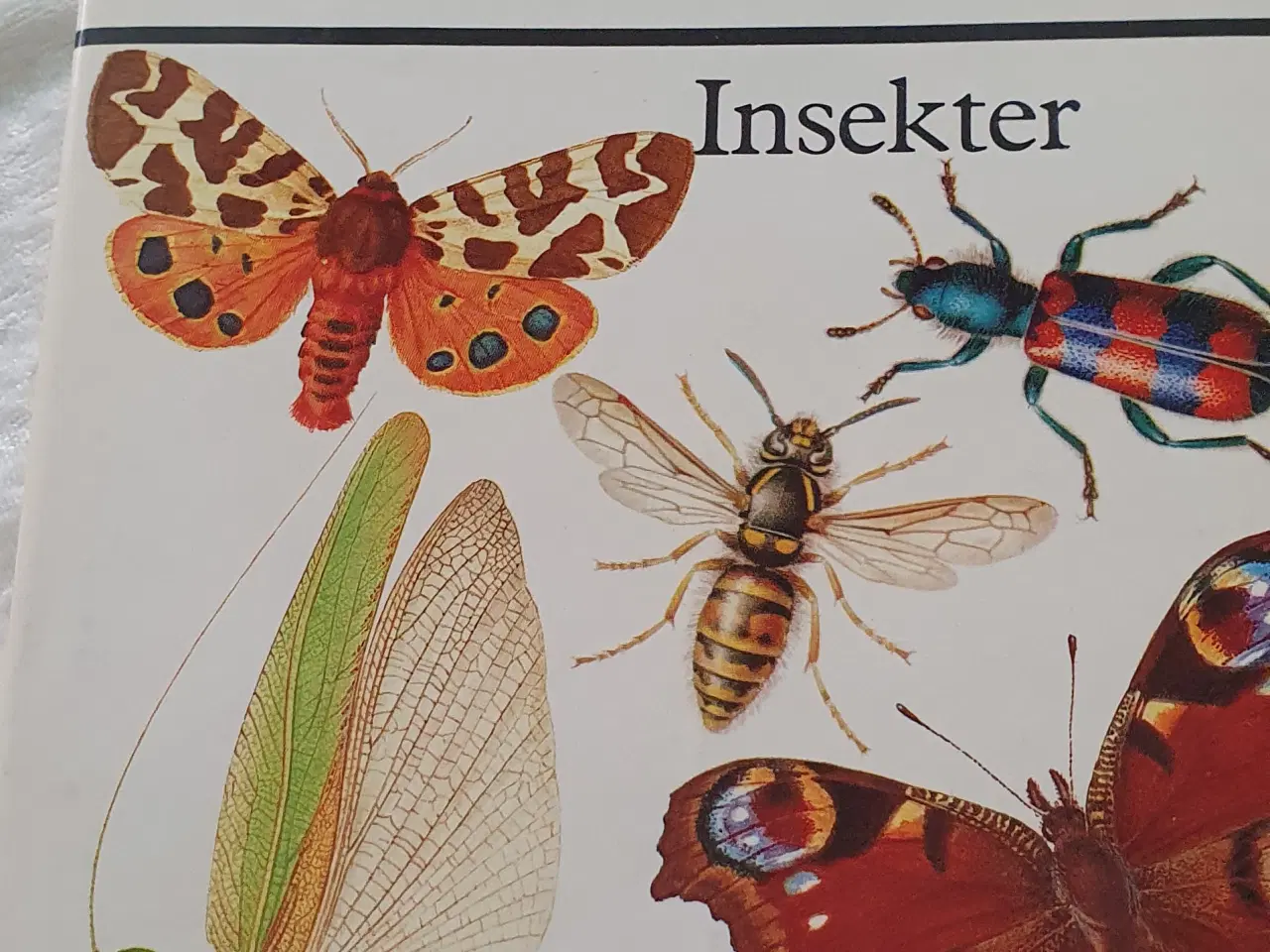 Billede 1 - Naturens insekter