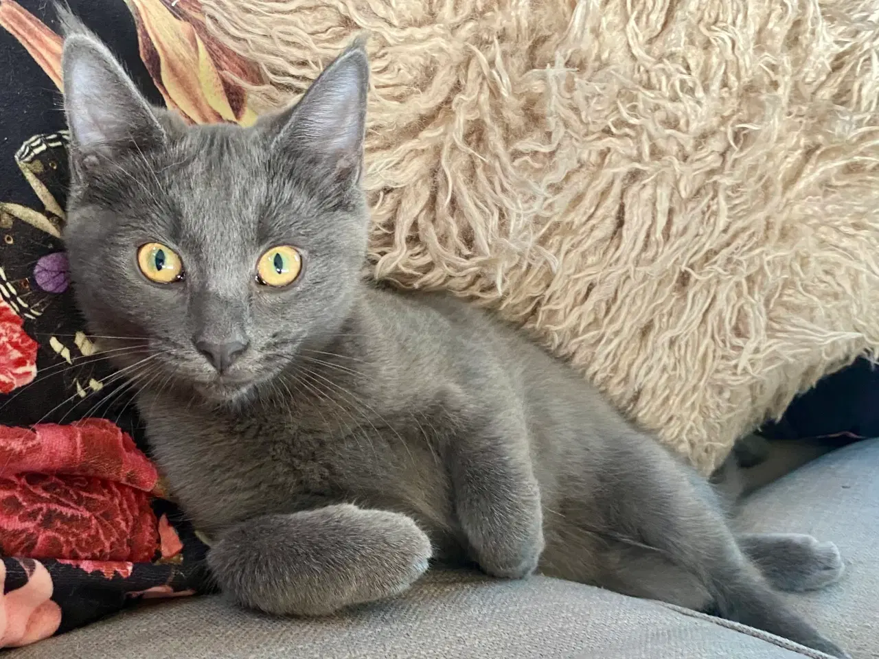 Billede 6 - Maine Coon/Perser/Huskat killinger