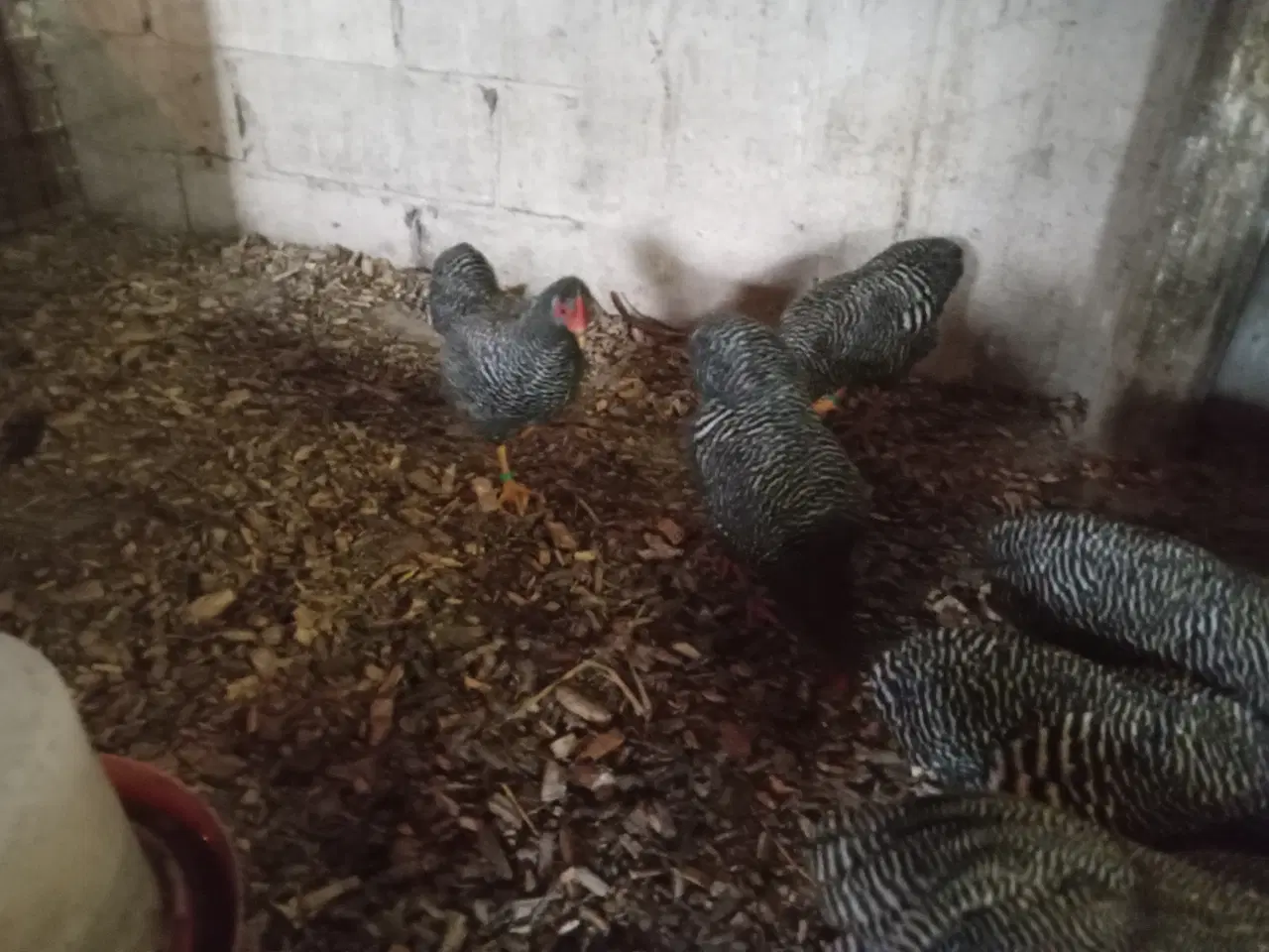 Billede 3 - Dværghøns