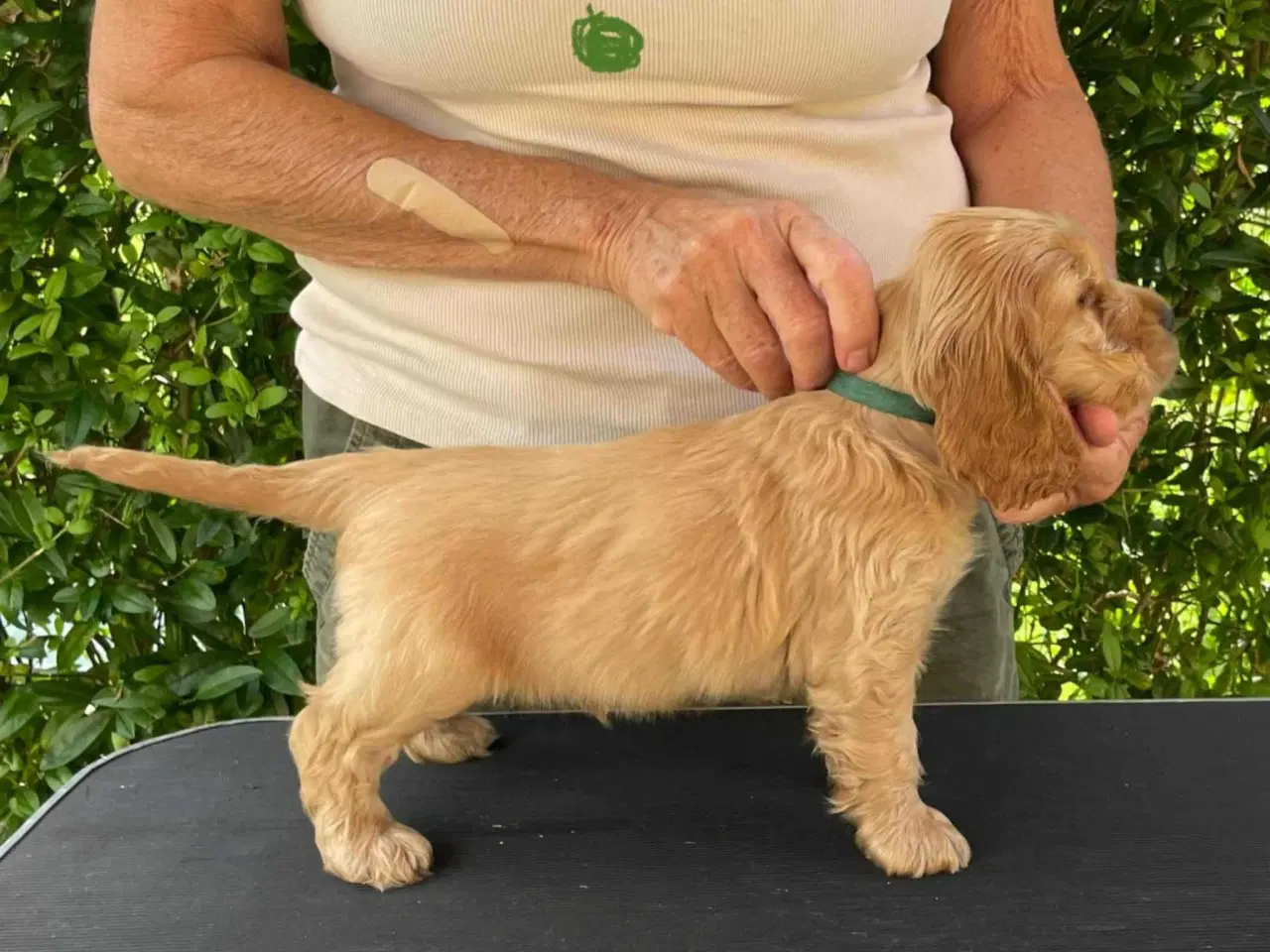 Billede 3 - Engelske Cocker Spaniel hvalpe ( hanner 2 Stk.)