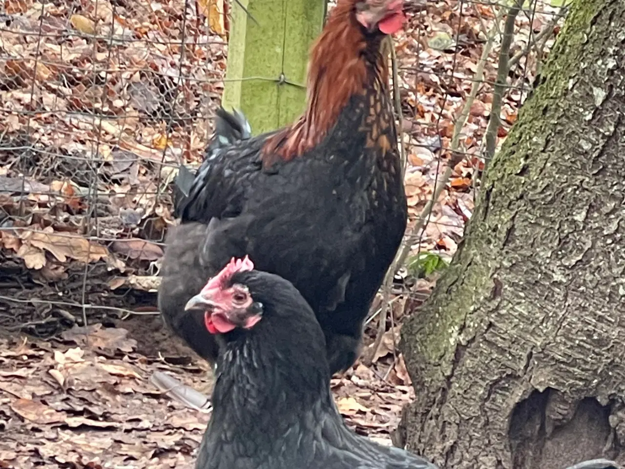 Billede 4 - Sort kobber maran haner