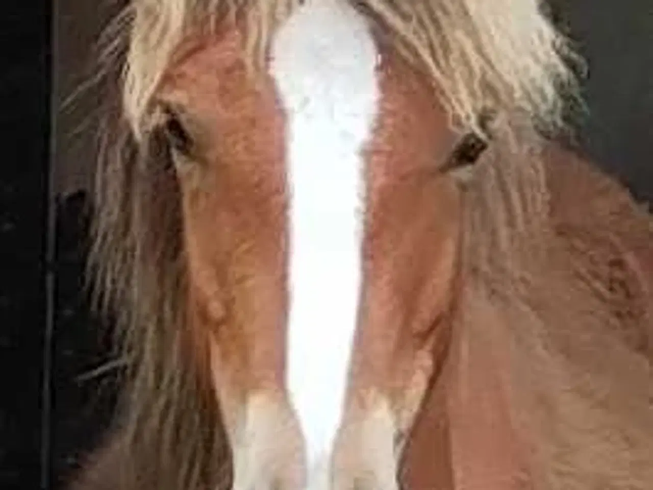 Billede 7 - Islænder/Tinker