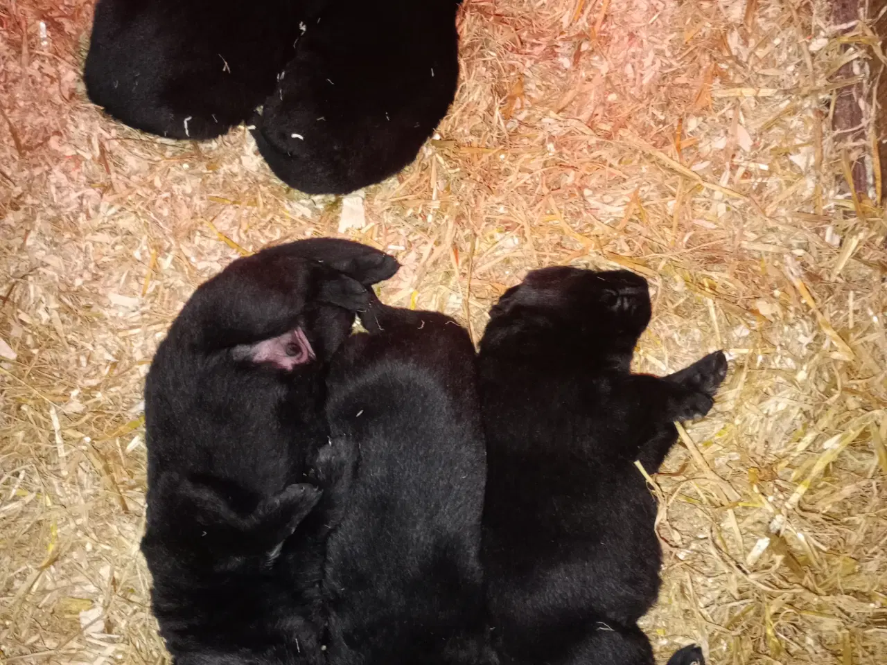 Billede 6 - Schæfer hvalpe sorte DKK