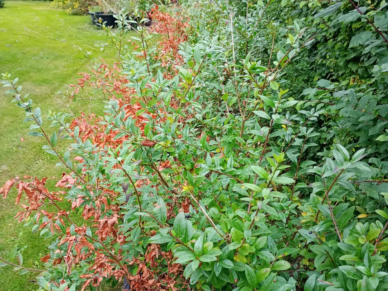 Billede 1 - Hækplanter