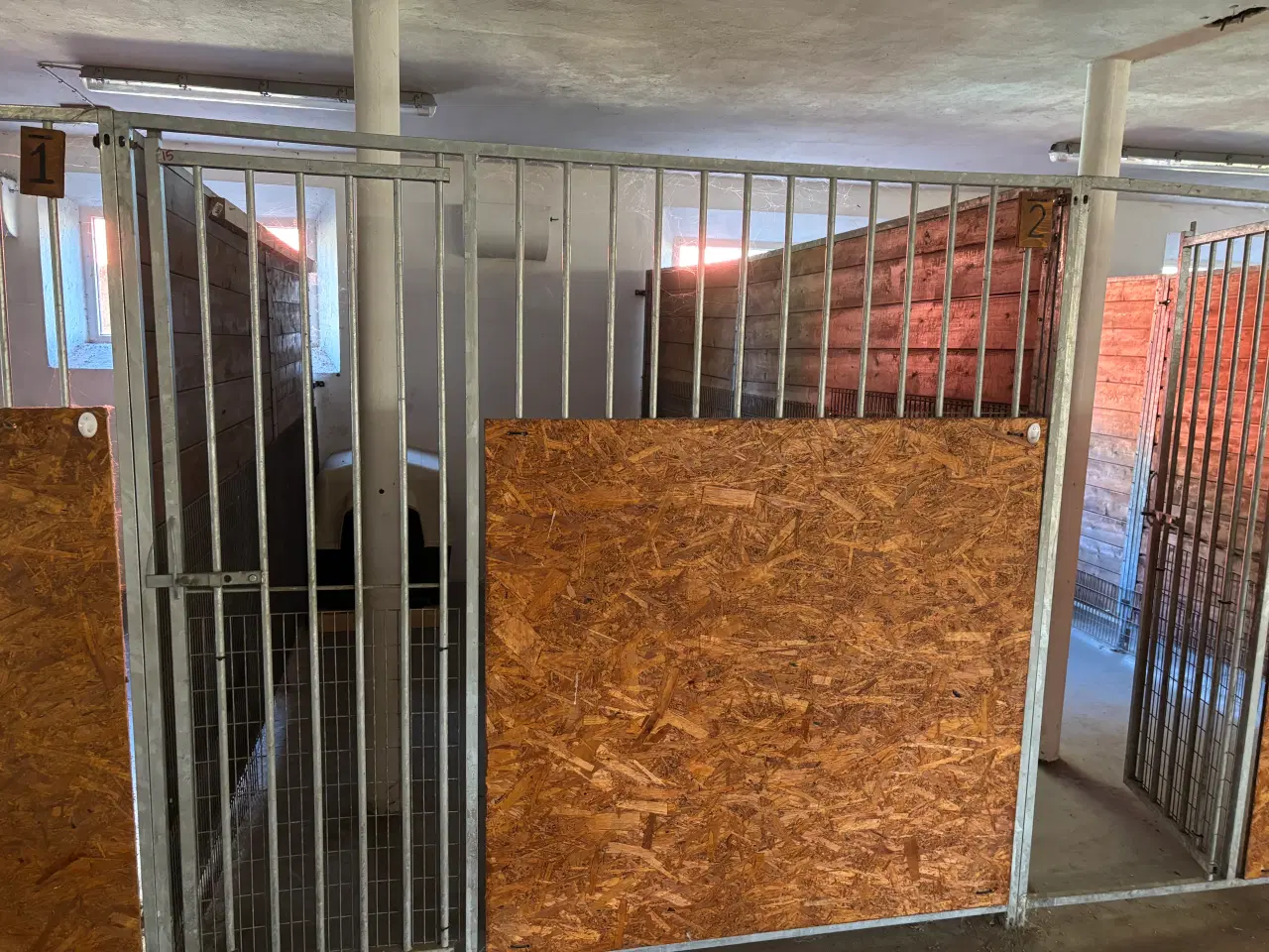 Billede 3 - Hunde bokse